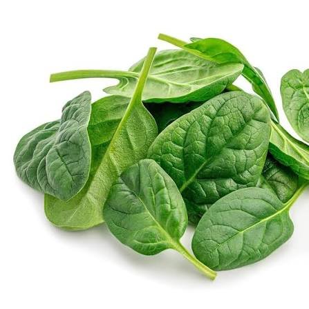 Fresh Baby spinach grown hydroponically