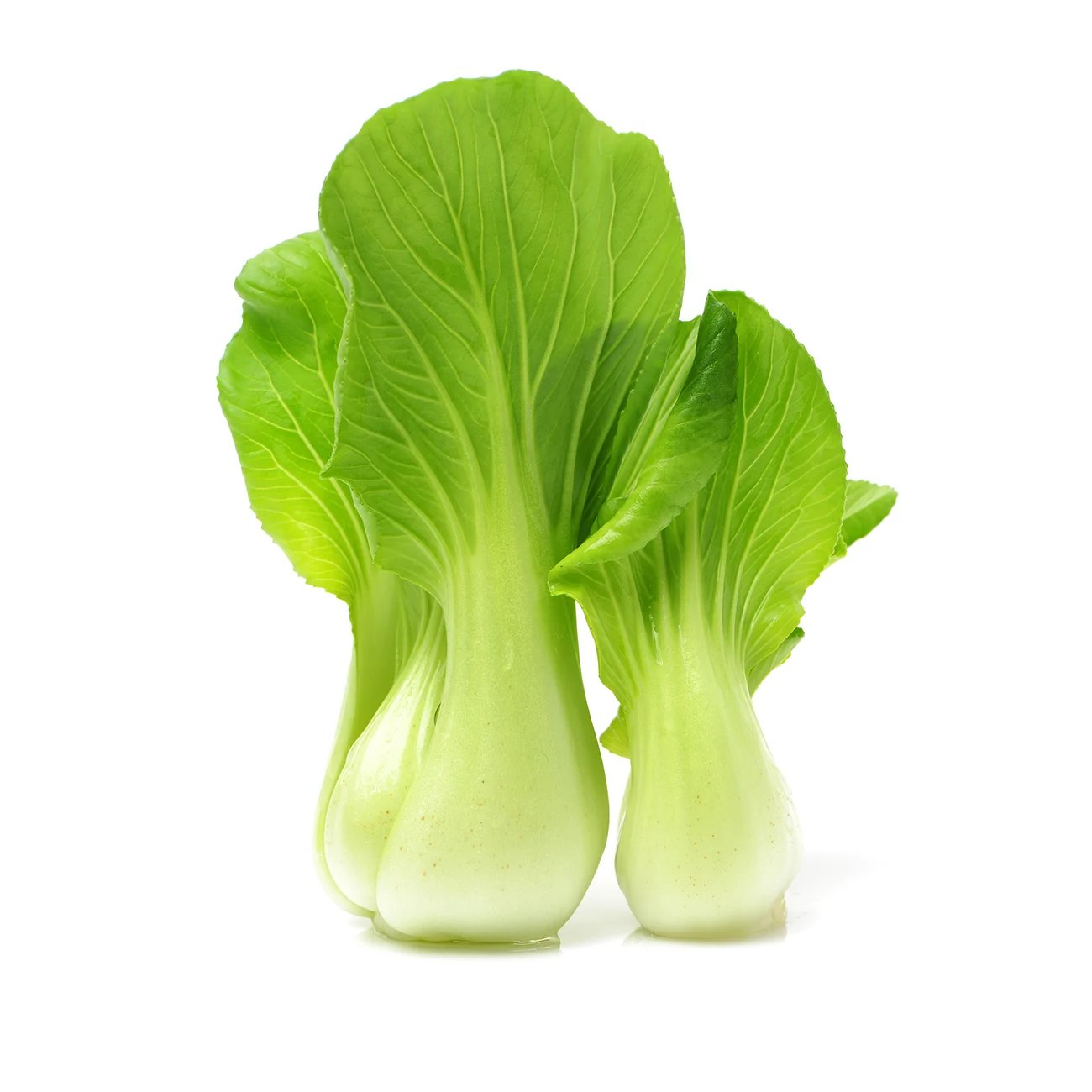 Fresh Bok Choy grown hydroponically
