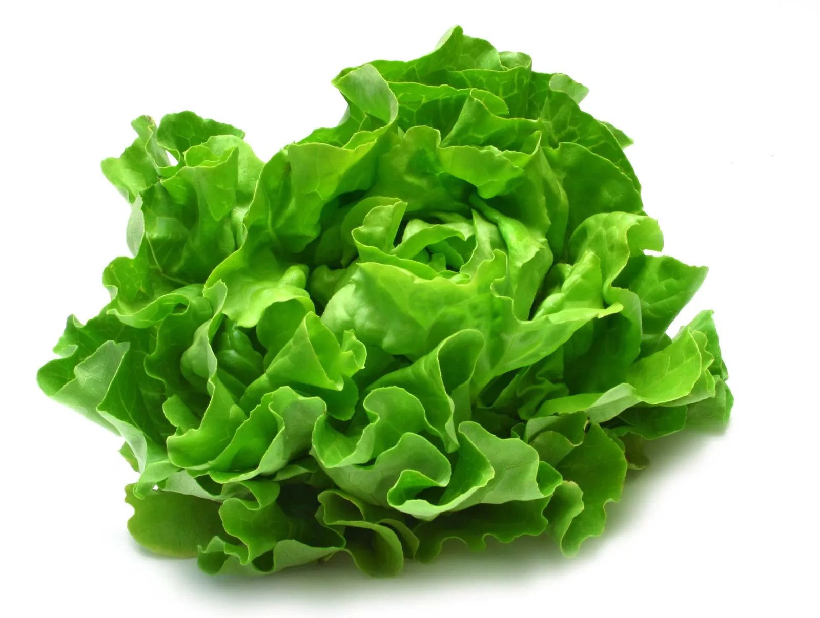 Lettuce grown hydroponically