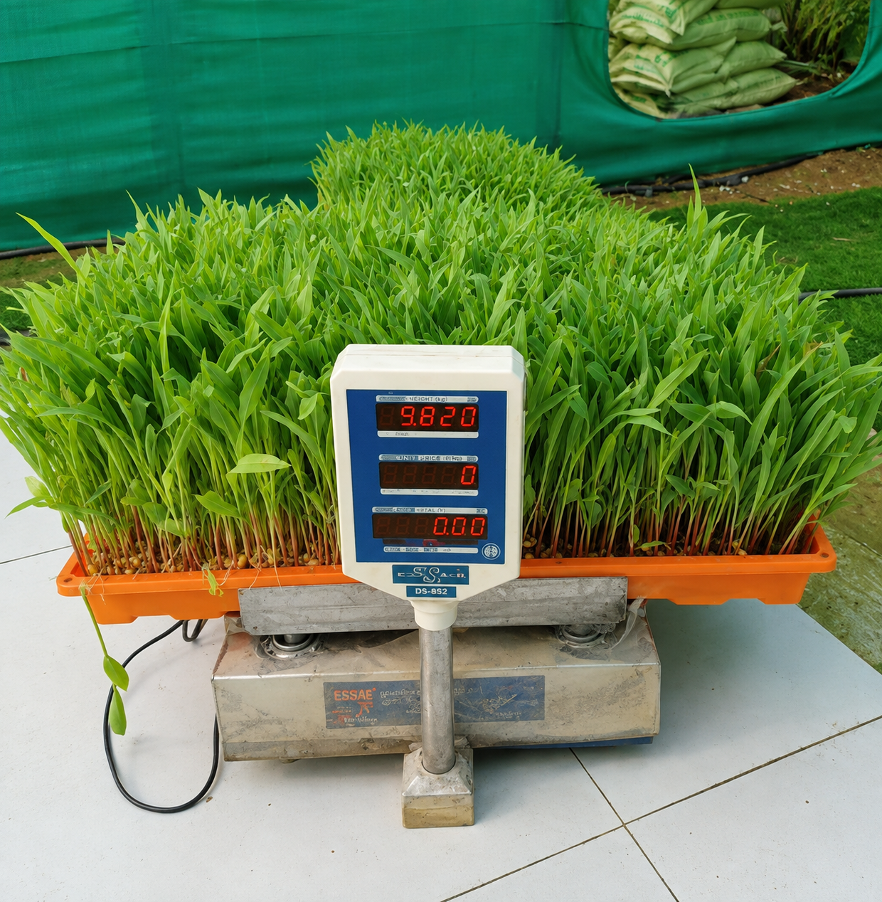 Orange Hydroponic Fodder Tray food-grade HDPE perforated tray