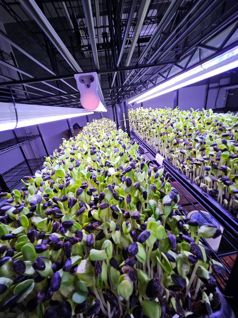 Close-up detail of food-grade HDPE Microgreen Tray
