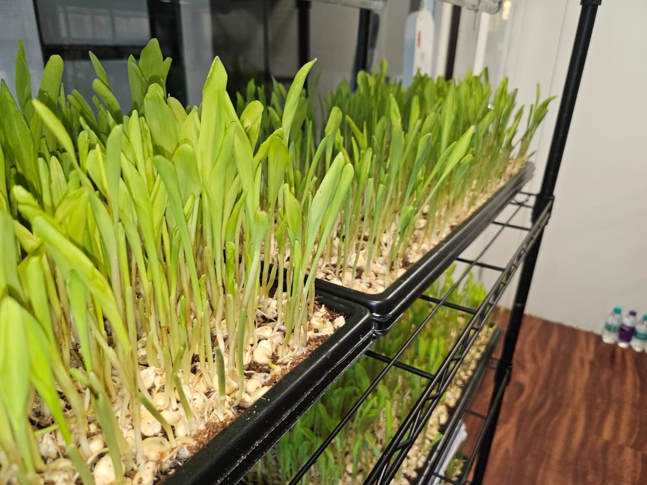 Microgreen Tray with microgreens growing