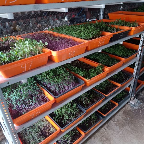 Indoor Micro Greens trays Manufacturer in Pune