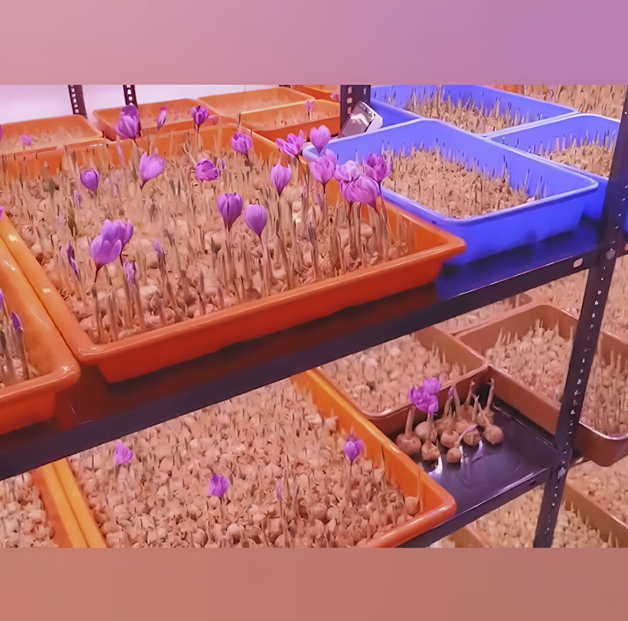 Saffron Aeroponic Tray