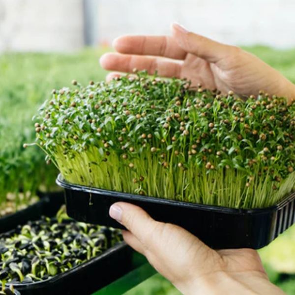 Indoor Micro Greens trays Manufacturer in Pune