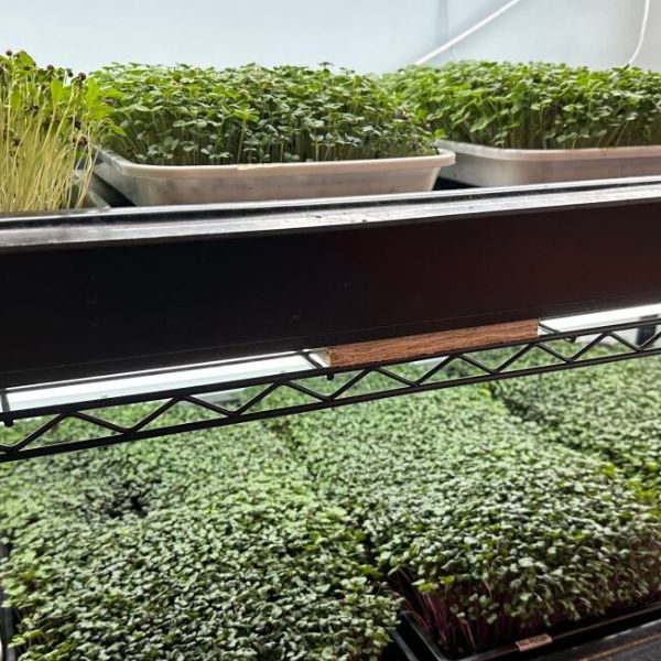 Indoor Micro Greens trays Manufacturer in India