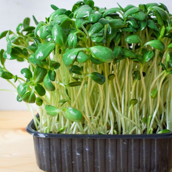 Indoor Micro Greens trays Manufacturer in Maharashtra