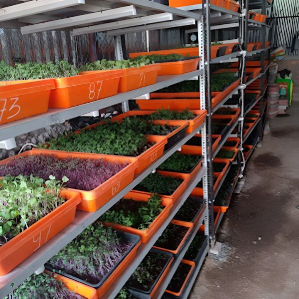 Indoor Micro Greens trays Manufacturer in Pune