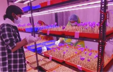 Saffron Aeroponic Tray Manufacturer in Pune