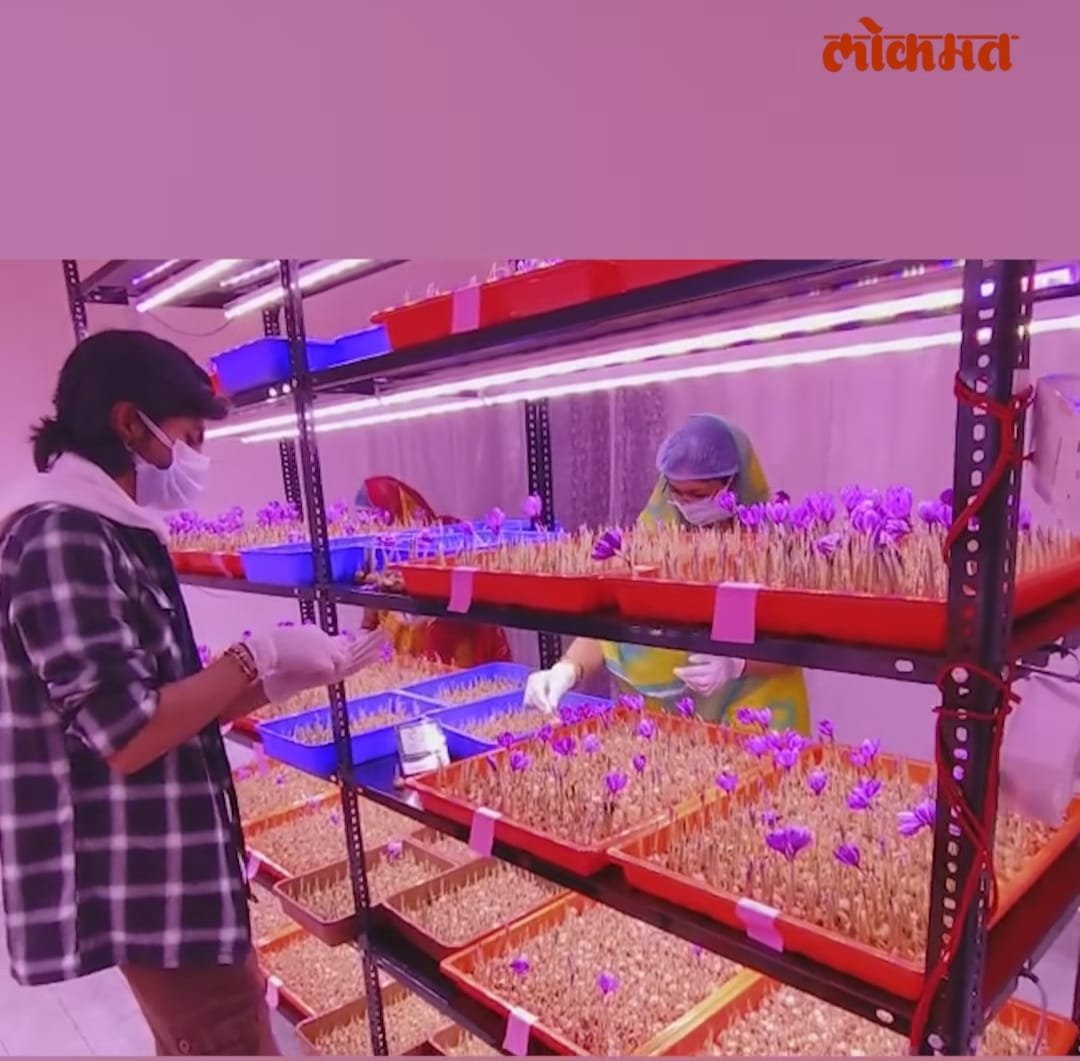 Saffron Aeroponic Tray